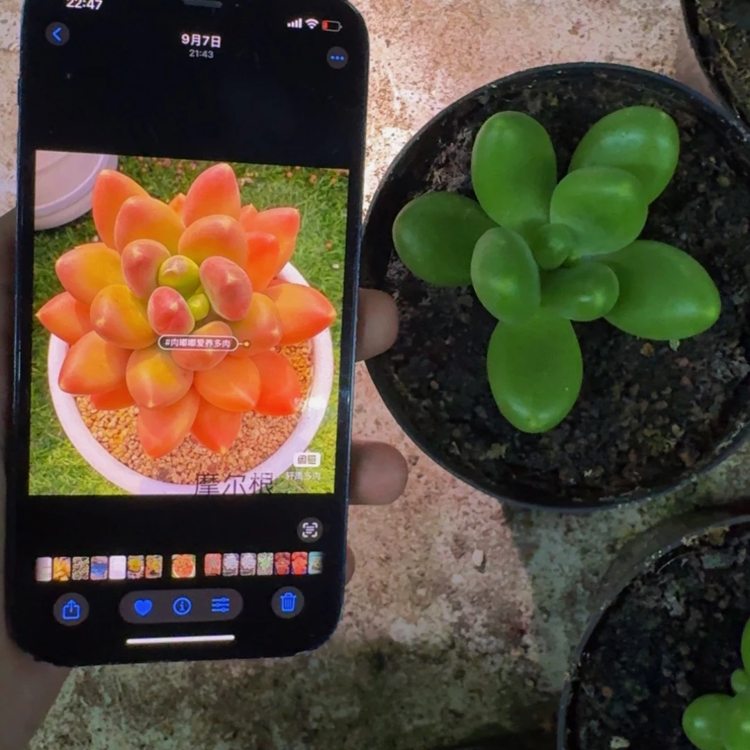 摩尔根 单头  一物一拍