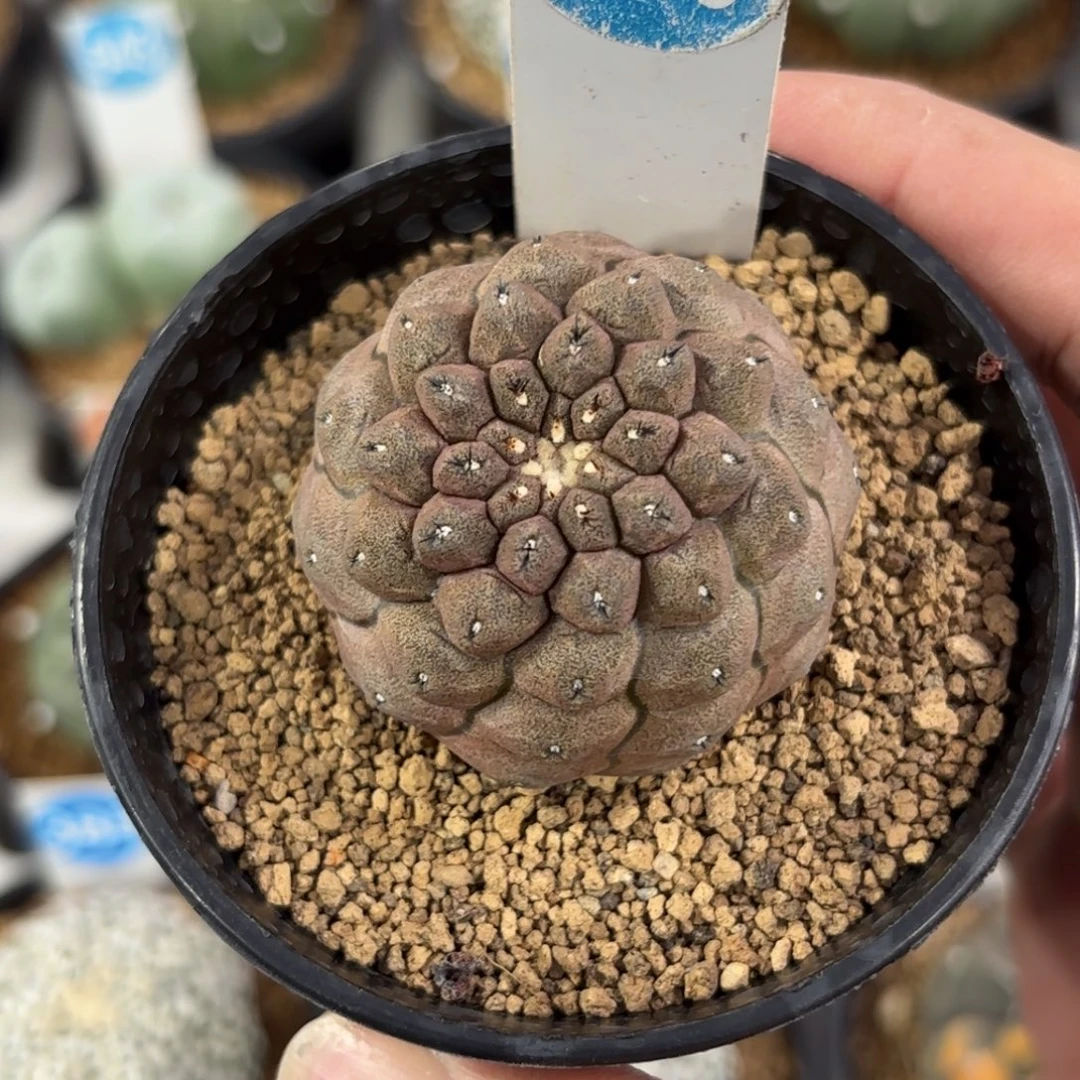 730实生蜥蜴皮带盆带土发货