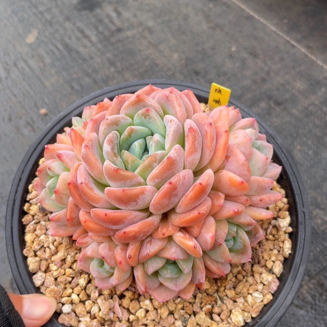 琉璃多肉植物一颗