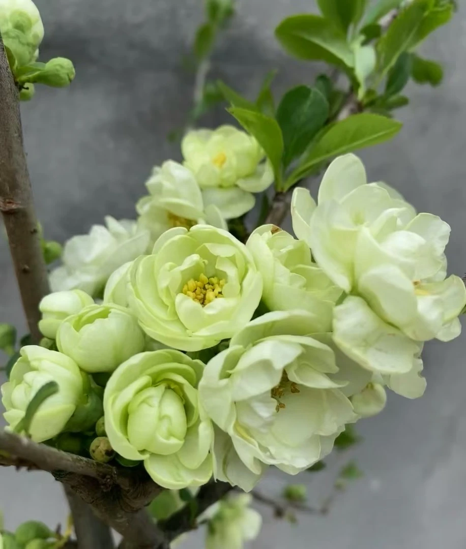 老桩精品豆绿绿宝石海棠 带花芽 南北方种植
