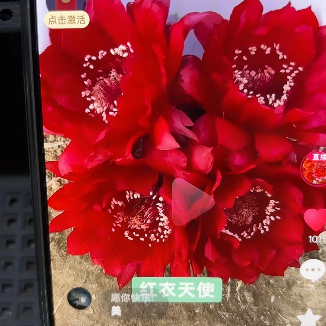 红衣天使彩侧牙20包邮仙人球51