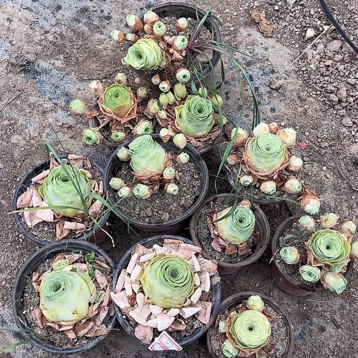 水蜜桃玫瑰多少11个57