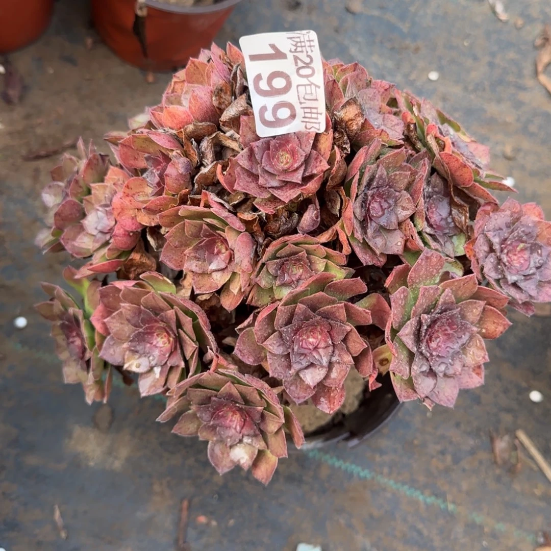 桃花石199满20包邮断枝不包