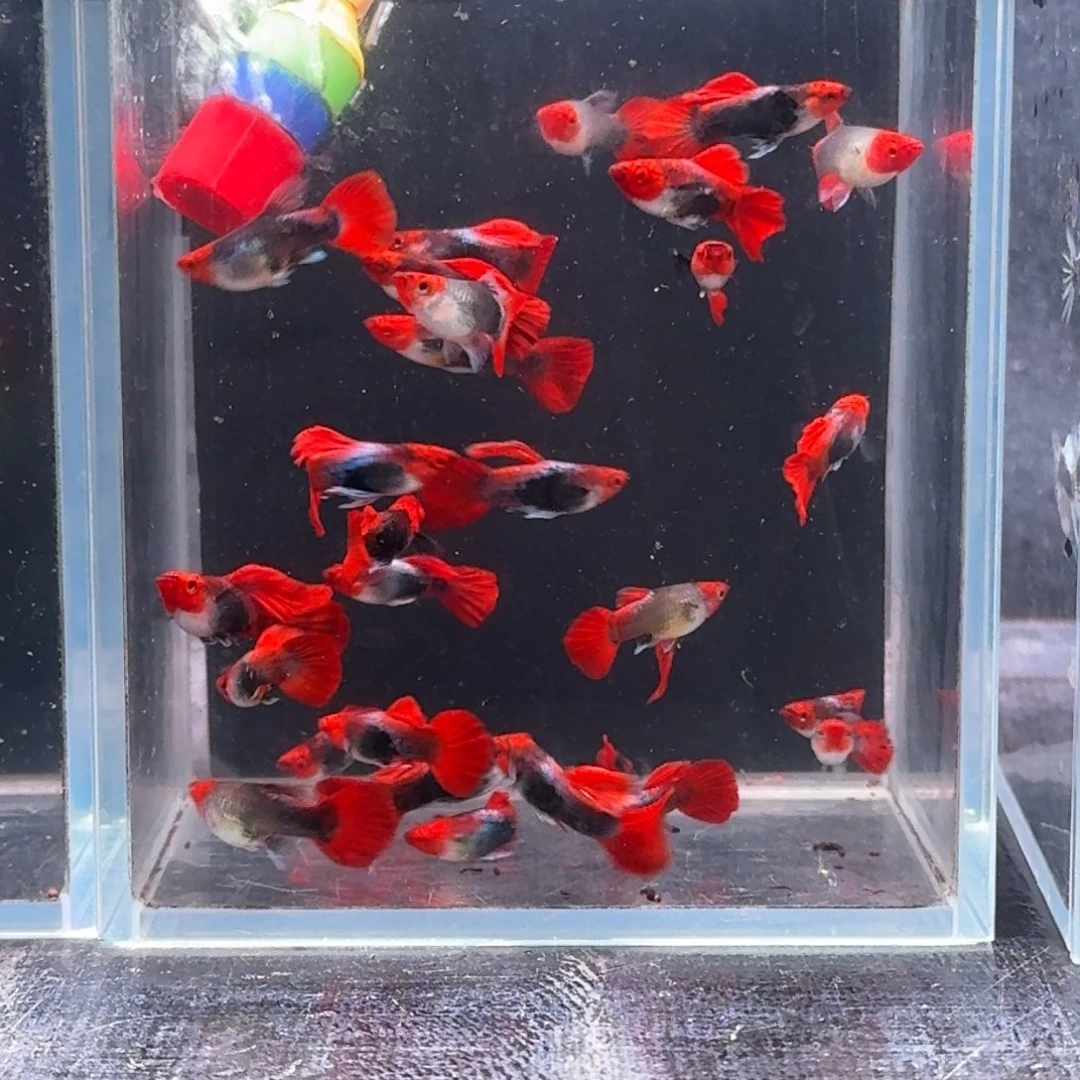 孔雀鱼清缸品相深海蓝10+5备损（公多母少）