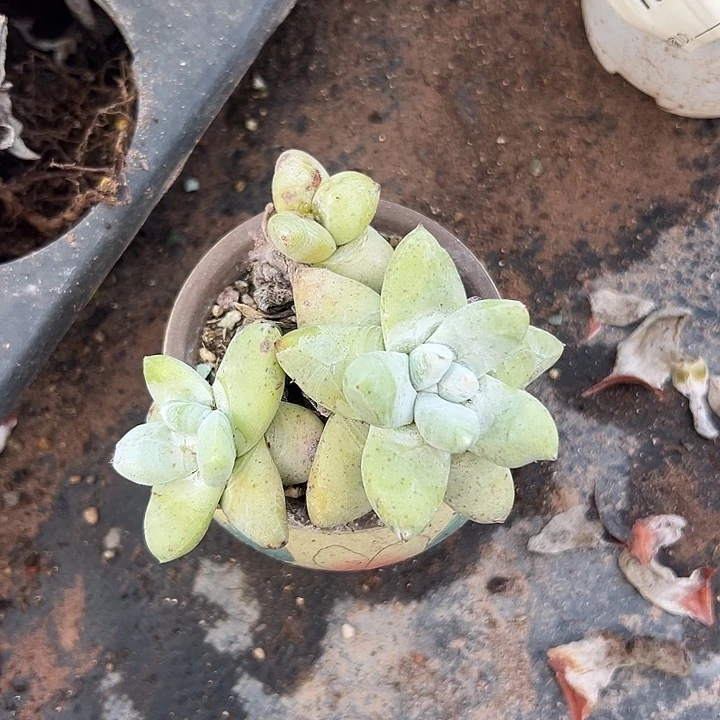 拇指微瑕～福利带盆发618