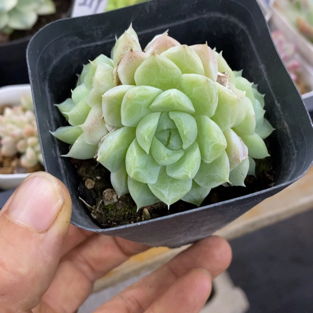 精品多肉一物一拍不包整47