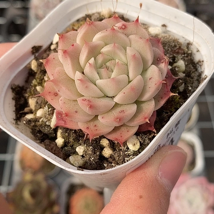 粉色的小可爱啊44