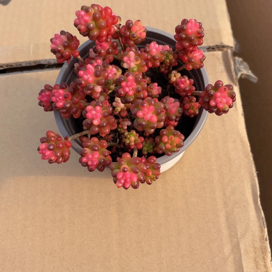 七彩龙珠多肉9.9包邮