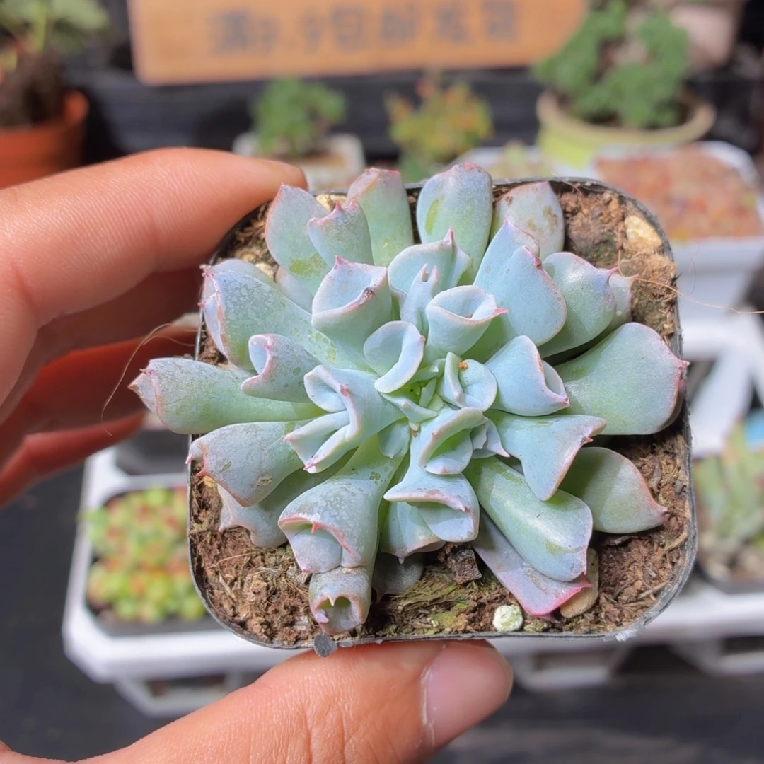 猪鼻子多肉9.9包邮发货