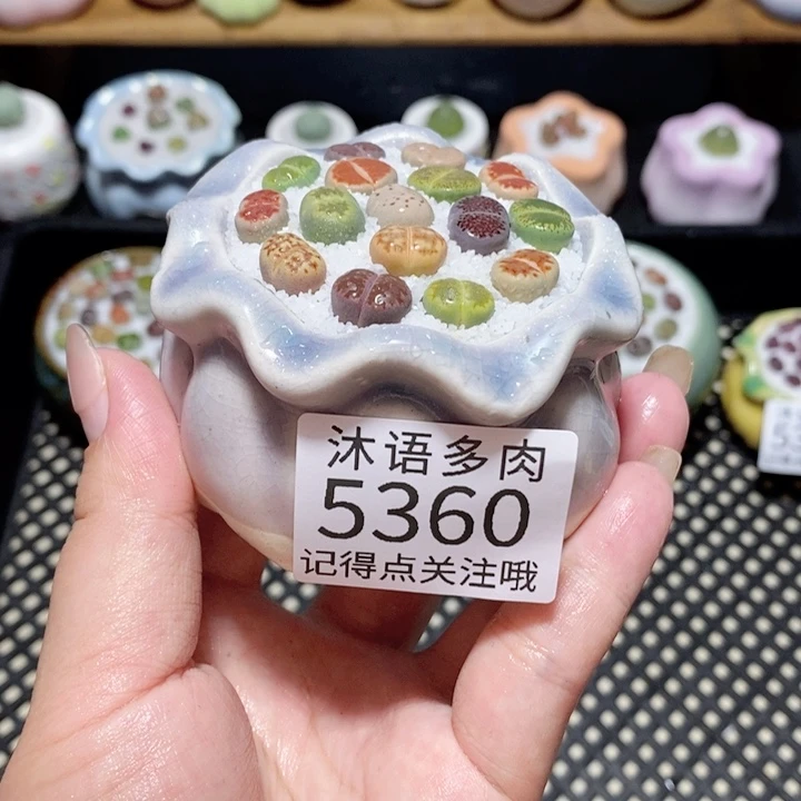 带盆土植物 一物一拍5360