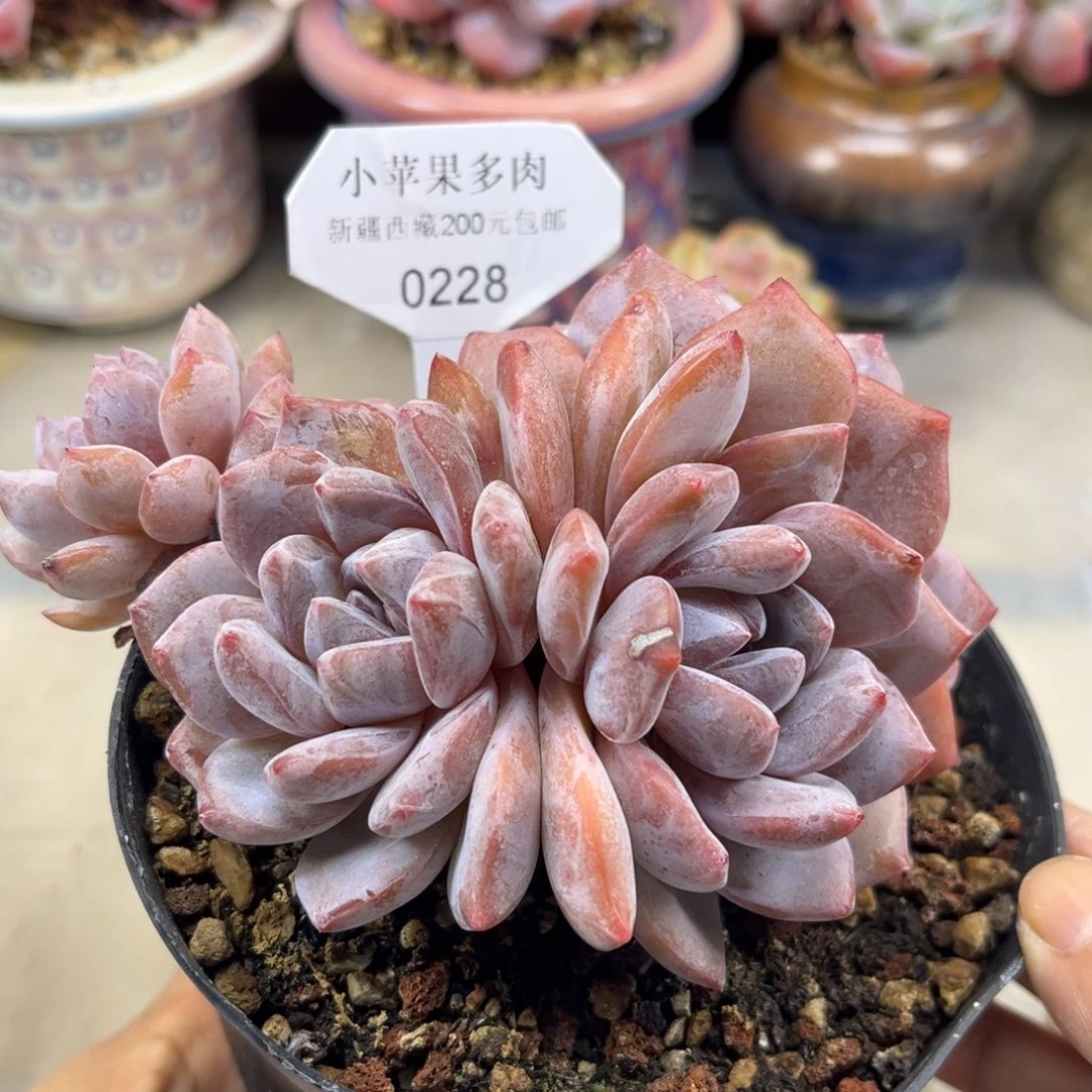 粉底紫心228/14cm4头