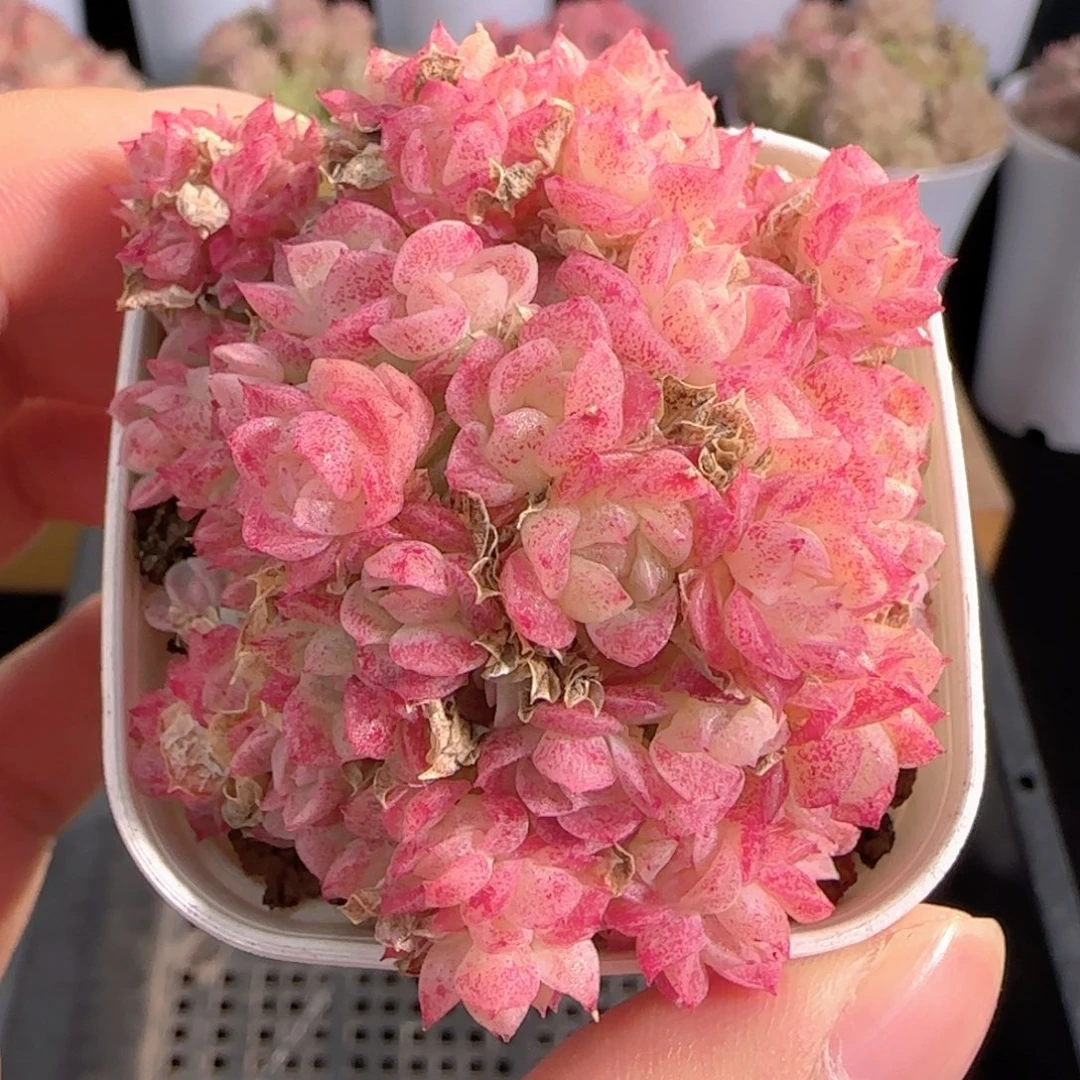 多肉0103-70优选麦秆群