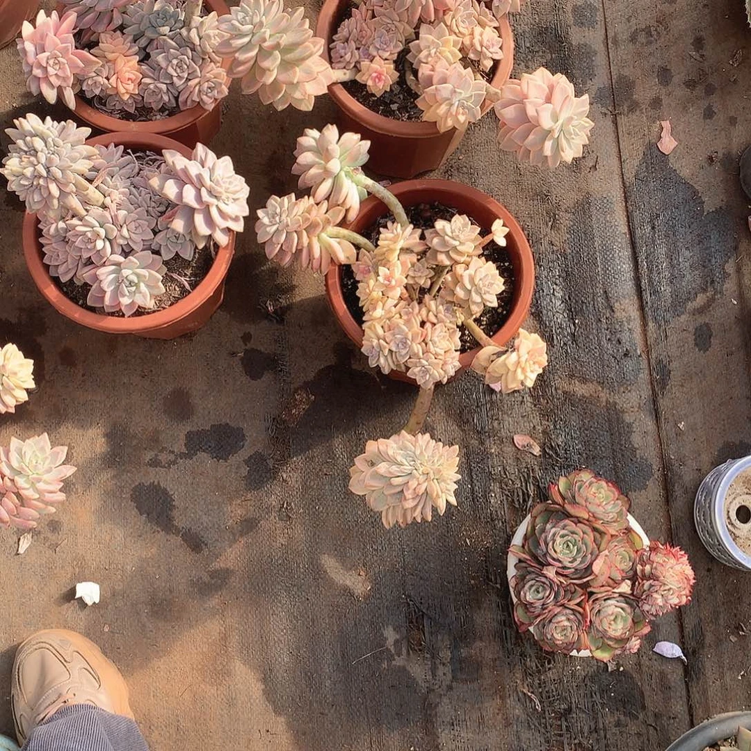 三***️327香水一物一拍多肉