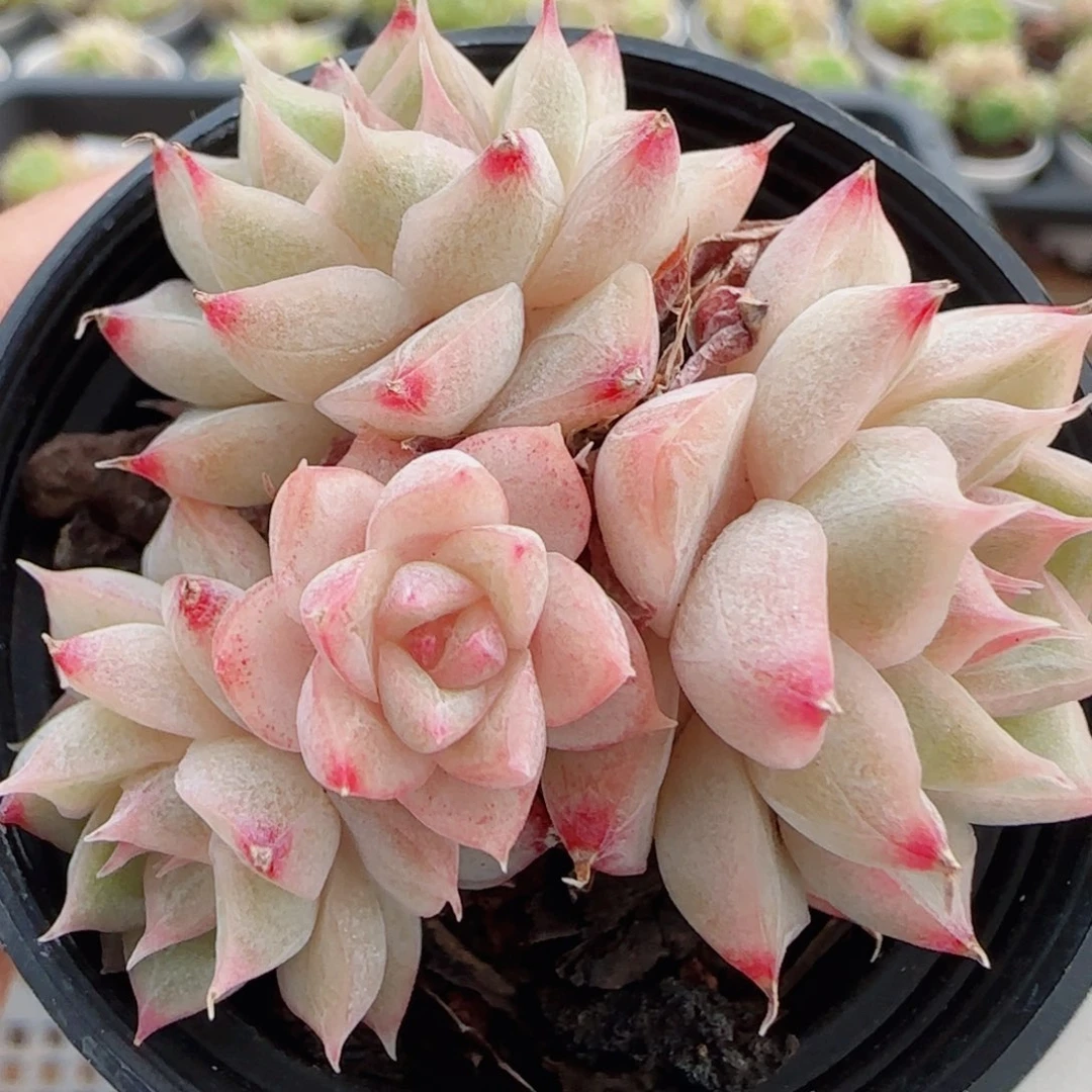 花语逸境0608-07散