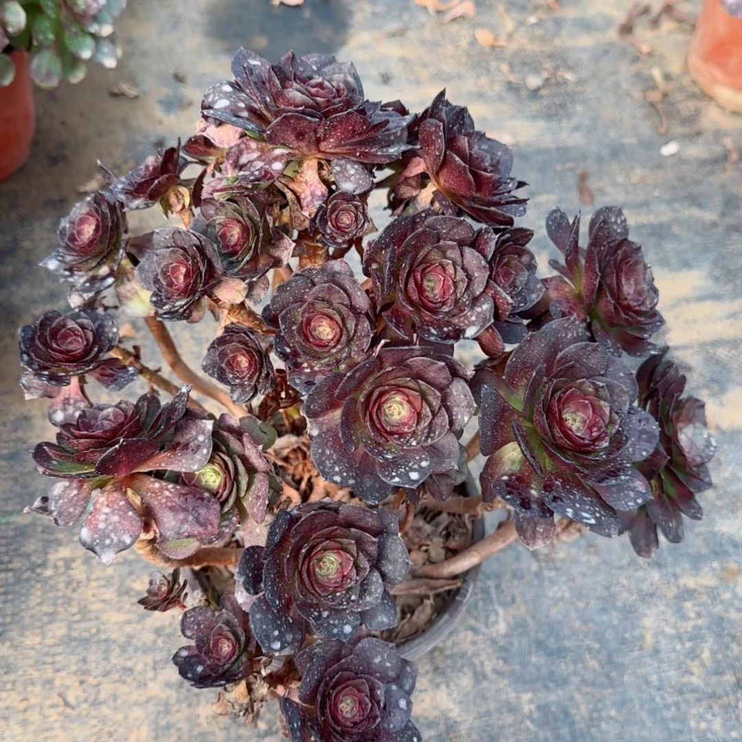 脸谱多肉瑕疵170满28包邮断枝不包瑕疵