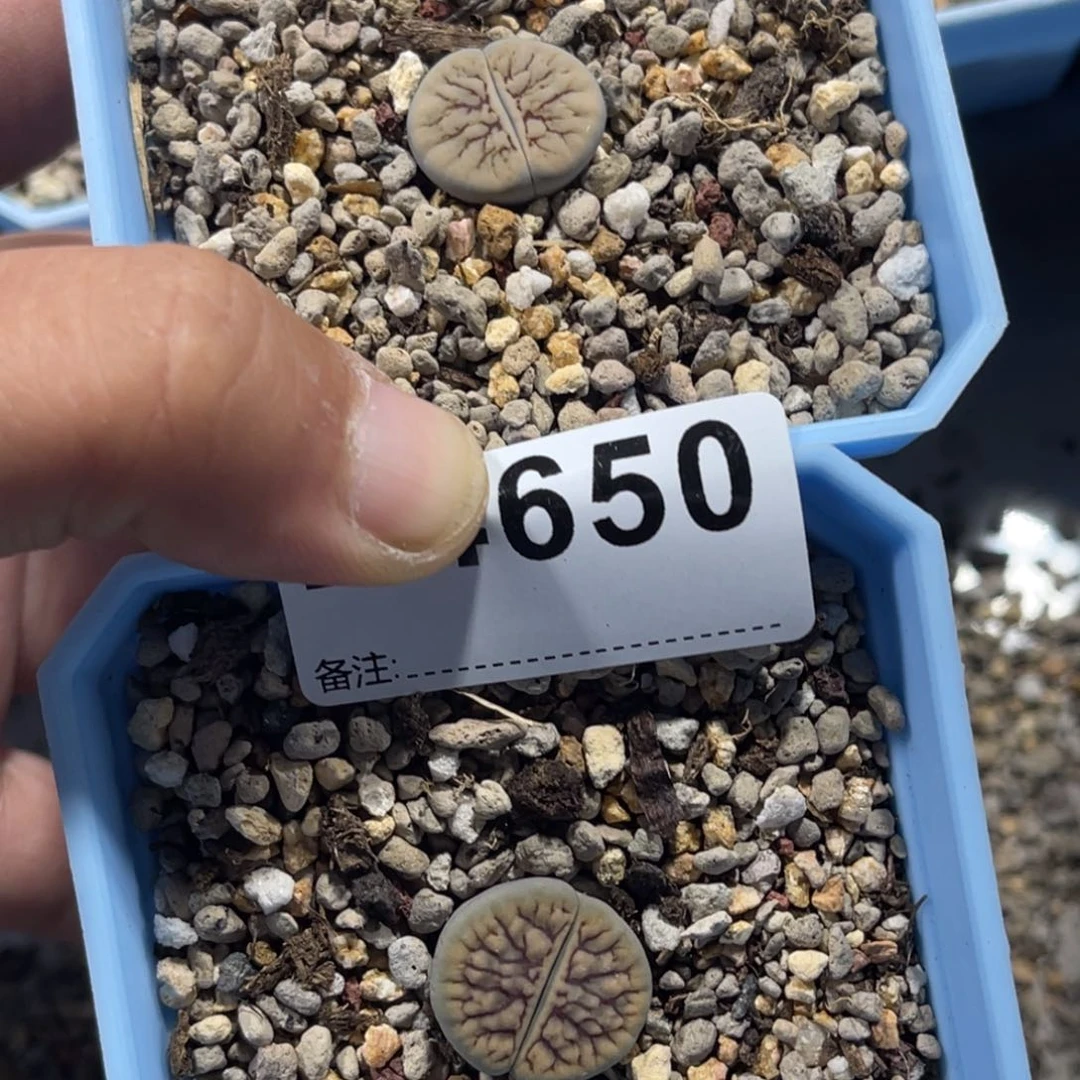 ?****4650线招福2上7