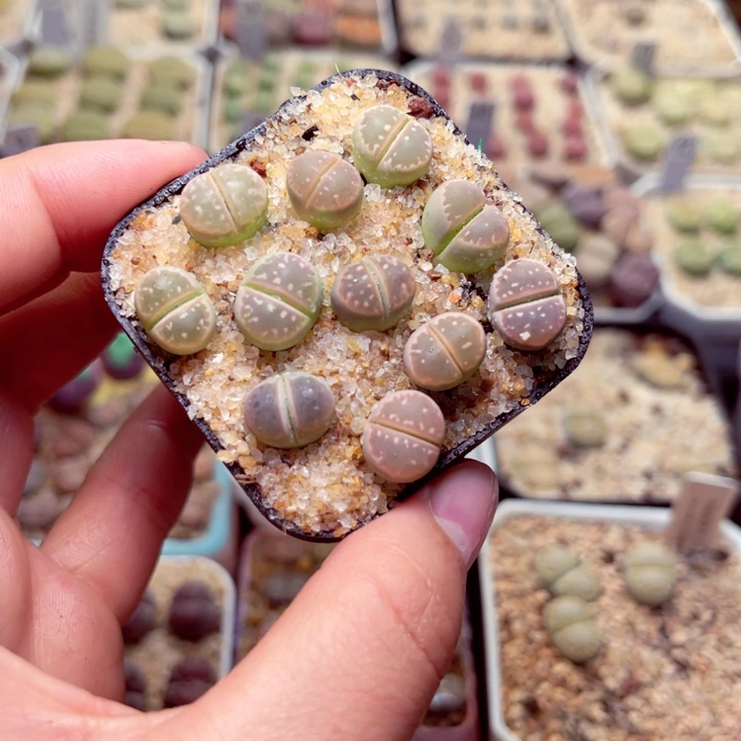 156号带盆包邮发货