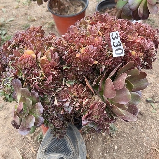 多肉植物一个有伤