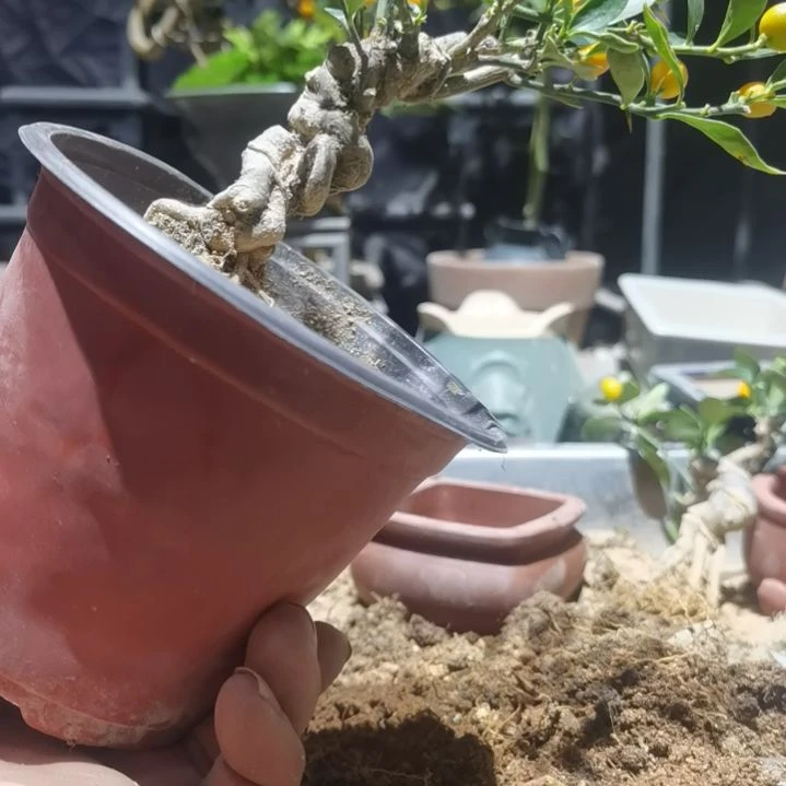 完全开放金豆小橘子绿植的