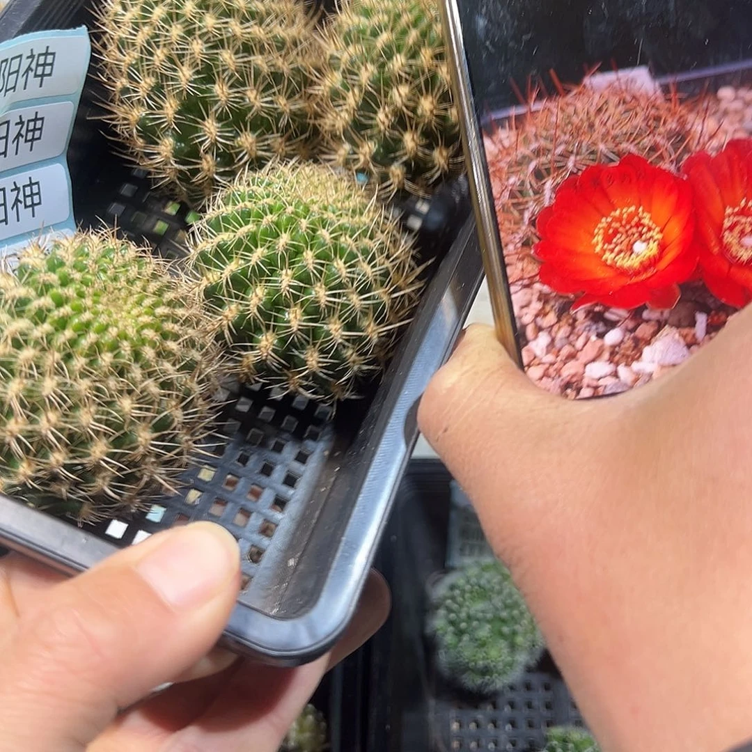 太阳神大侧芽沟宝山仙人球