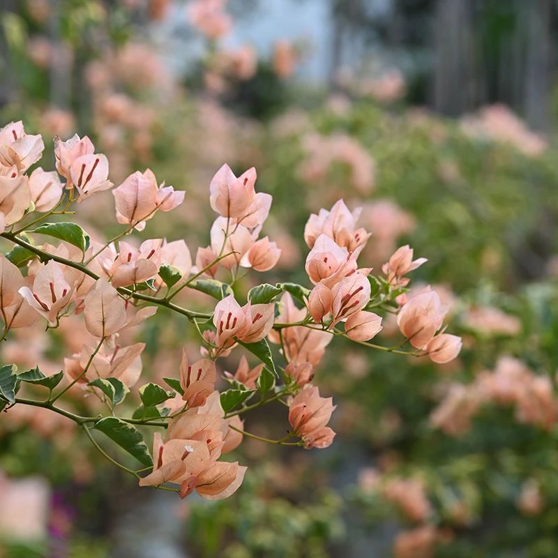 【马斯】原生袋苗三角梅 不包活 无售后