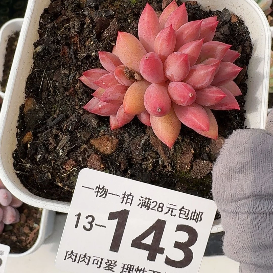 金鱼姬无无盆土发货无盆