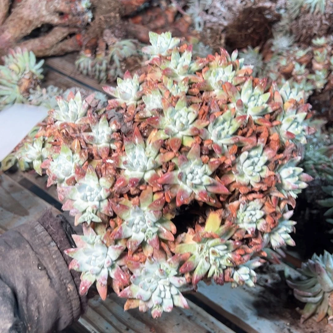 7708哈哈哈哈哈哈哈哈哈