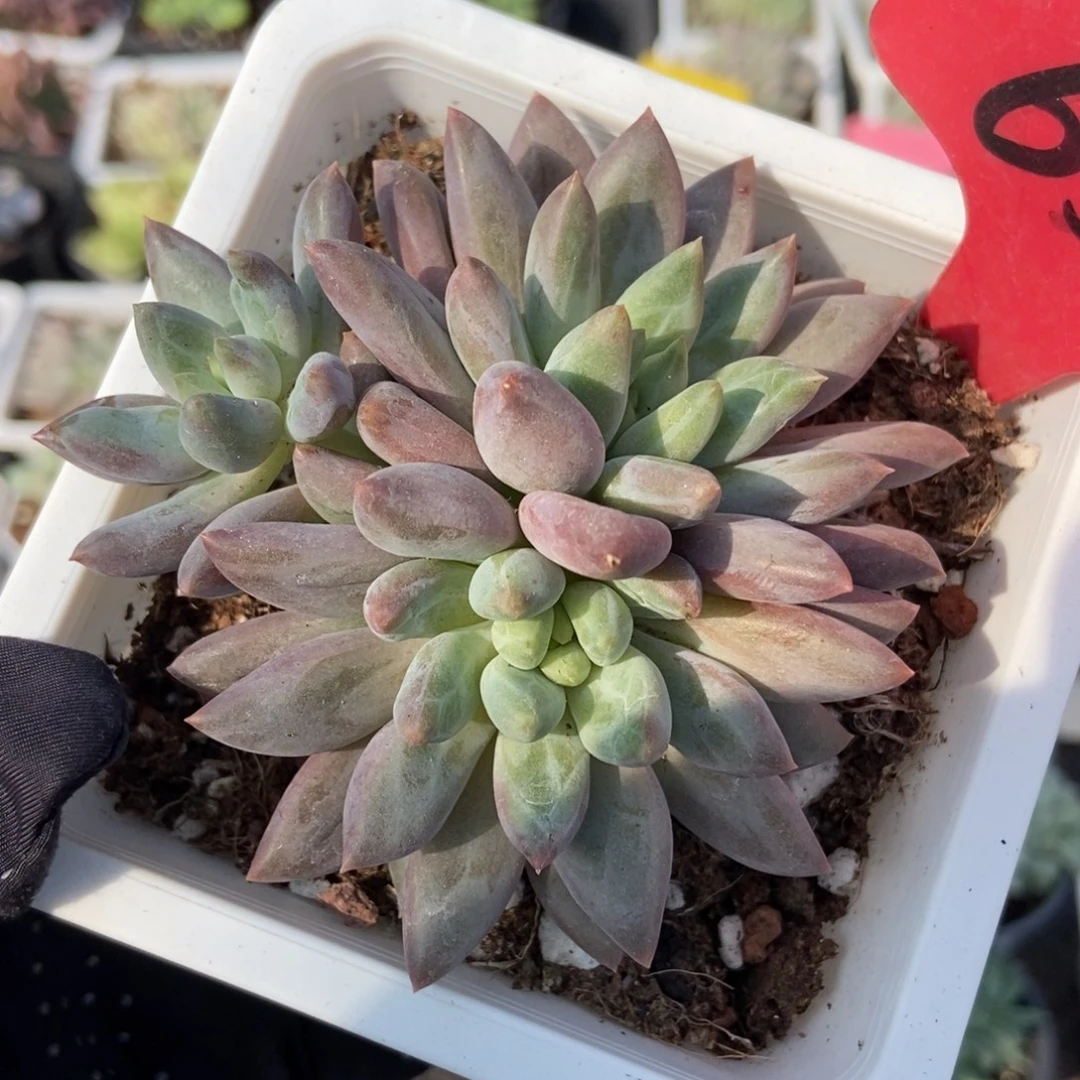 658车厘子多肉植物