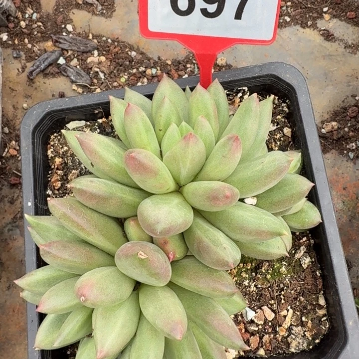 米其林一物一拍697