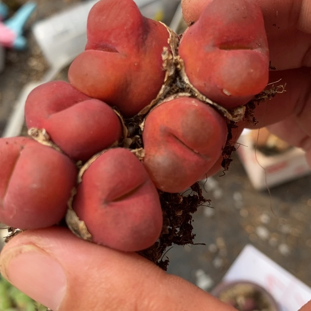 1535三头丝绒红两颗一组