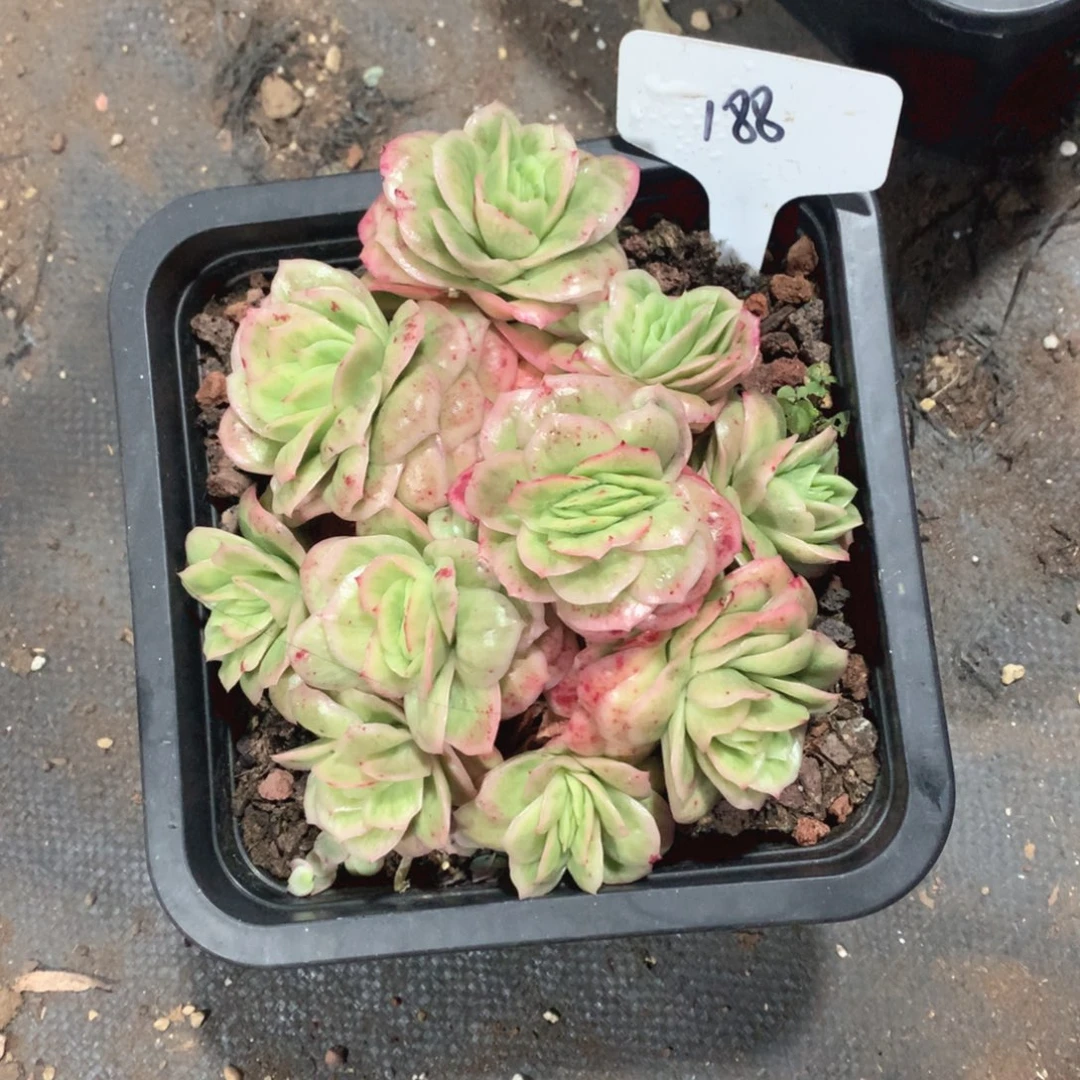 多肉植物冰玫瑰锦38