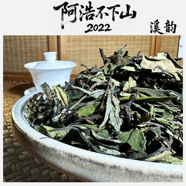 「蛟龙溪韵」阿浩不下山 2022年寿眉 福鼎寿眉 老寿眉 春茶 高山