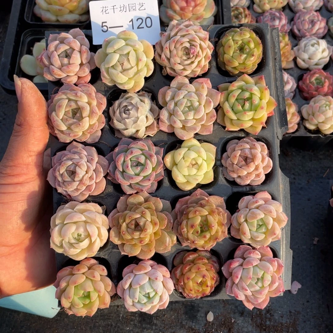 一物一拍20颗小苗5-120