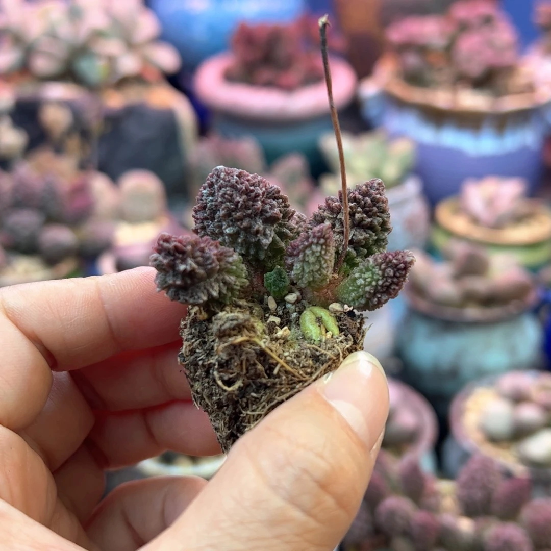 心***念朱紫玉。