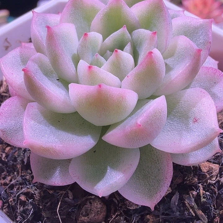 月影锦系列多肉锦植物