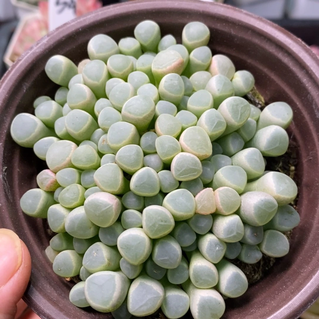 精品多肉一物一拍不包整59