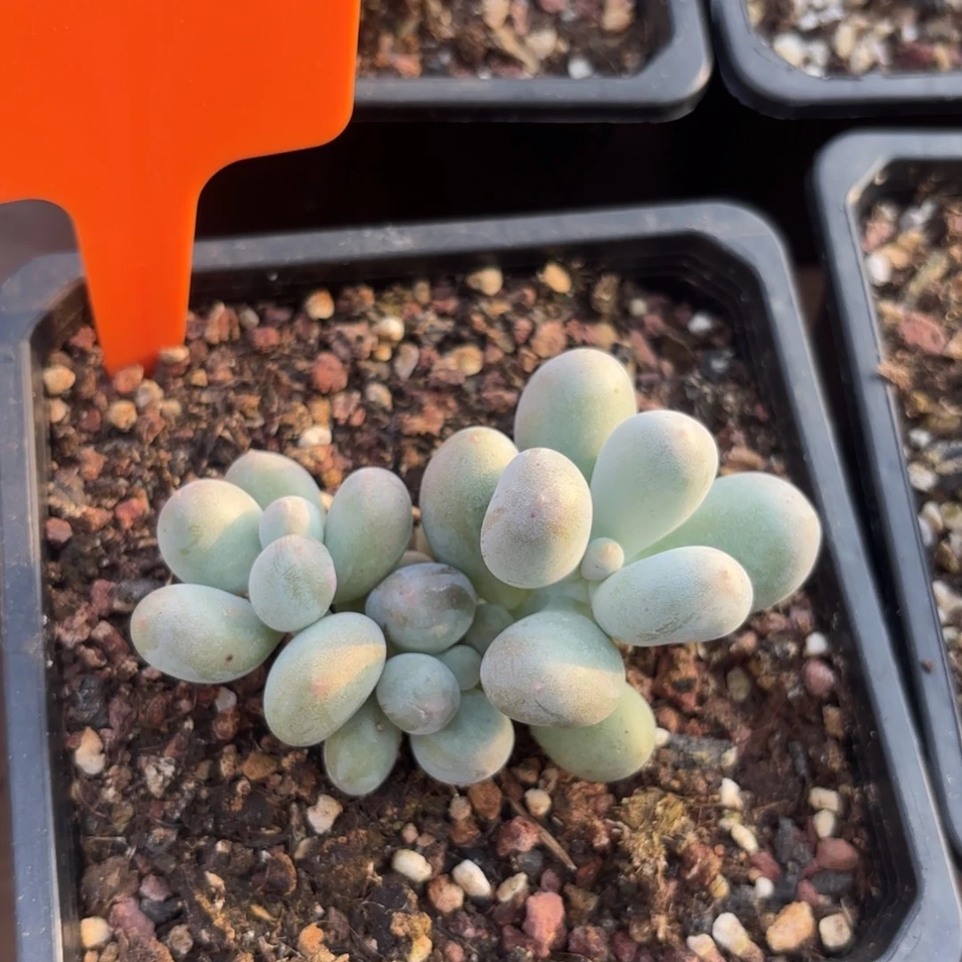 无花朵米可奶1111111111
