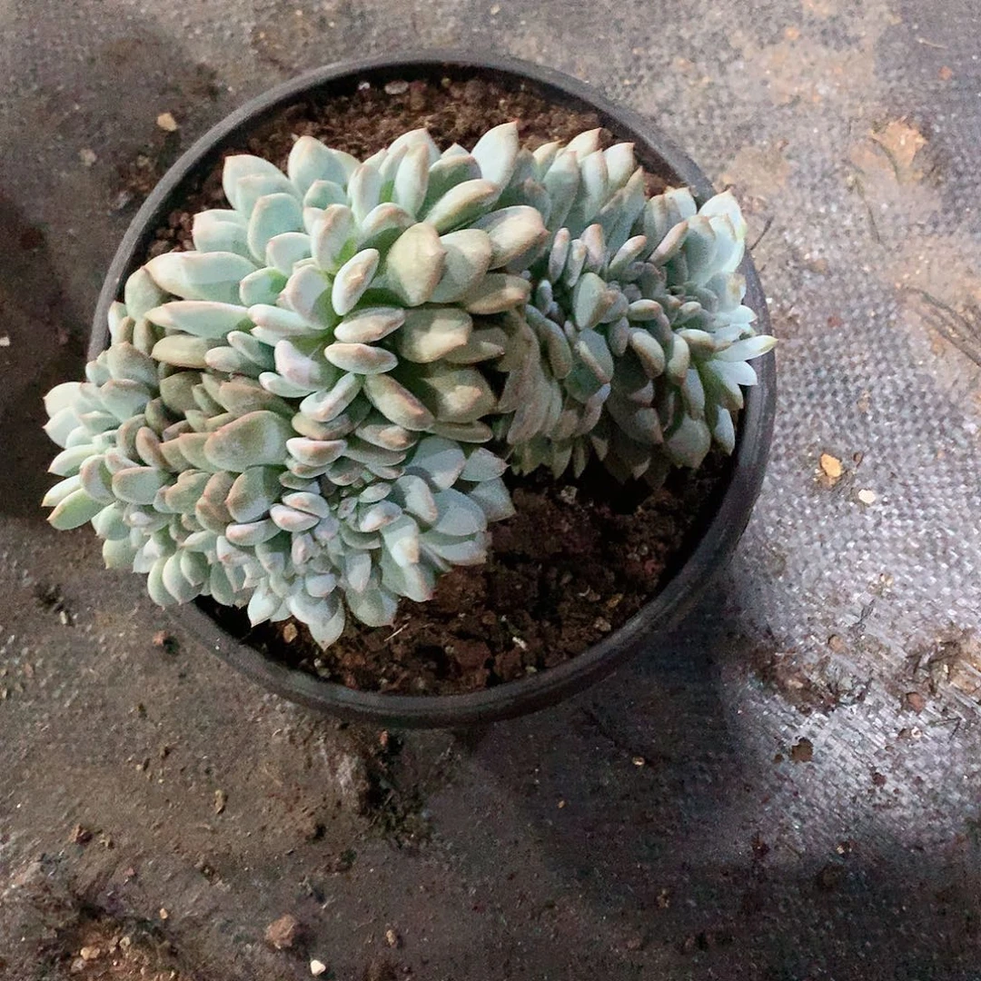 多肉植物多肉植物星影缀