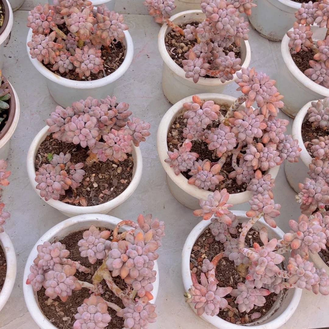 婴儿手指多肉植物盆栽