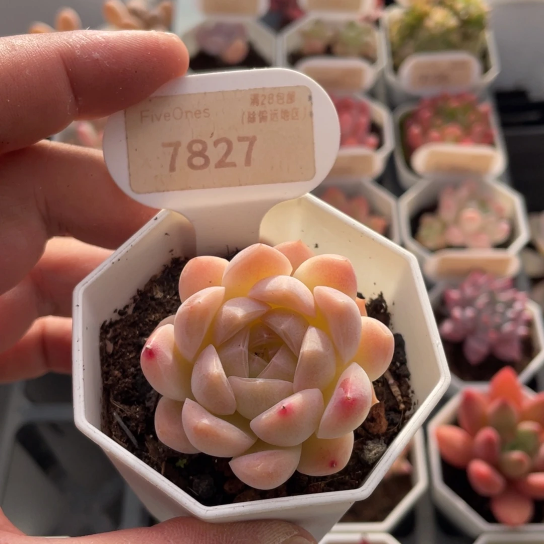 白桃汽水7827-4.5厘米