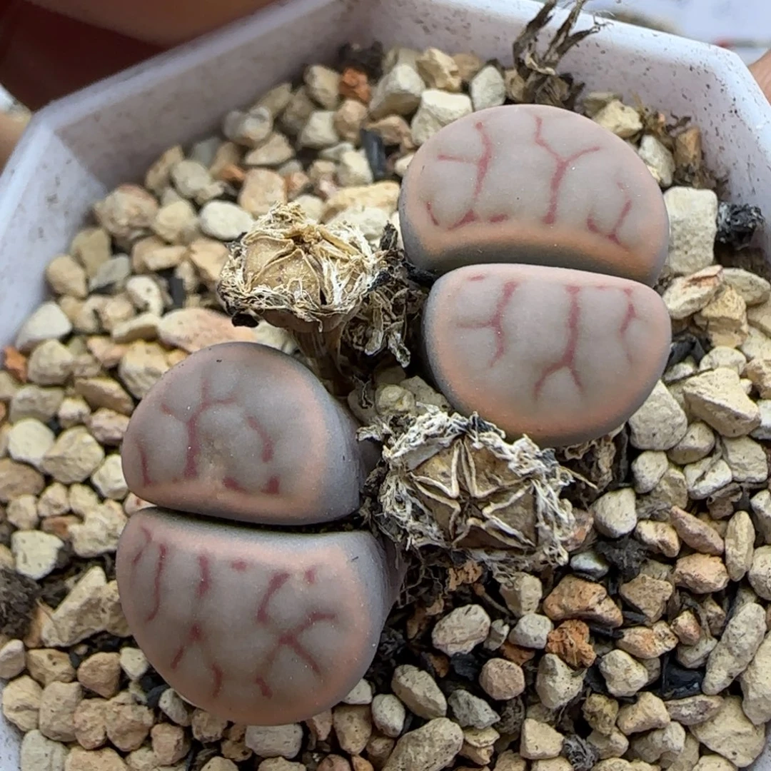 453 生石花大棚直播