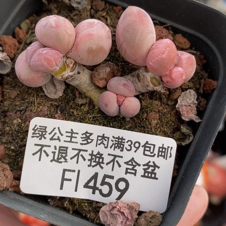 香玉奶酪老桩459多肉植物。