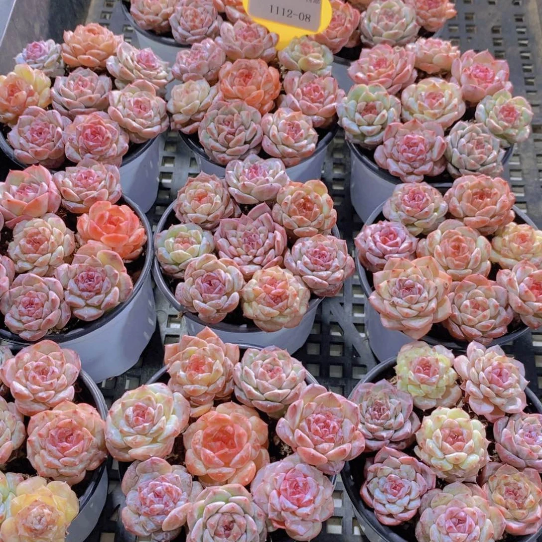 1112-08-精品糖心珍妮美肉八个