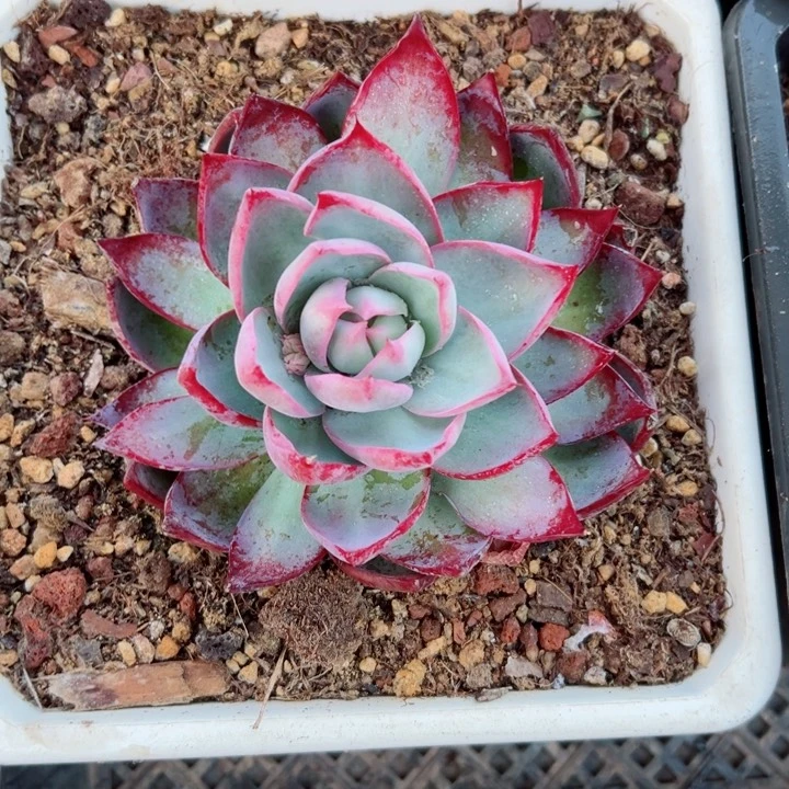 精品多肉植物老桩