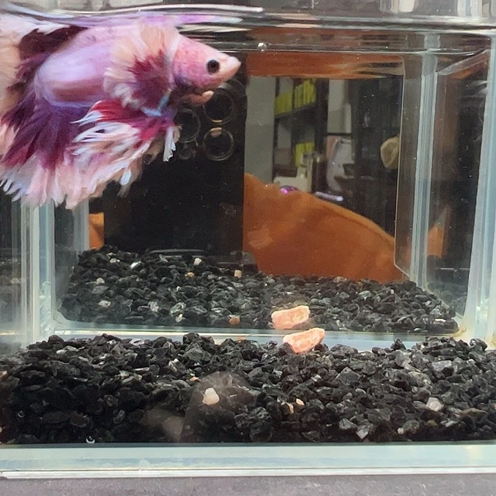 斗鱼跑单拉黑24日62