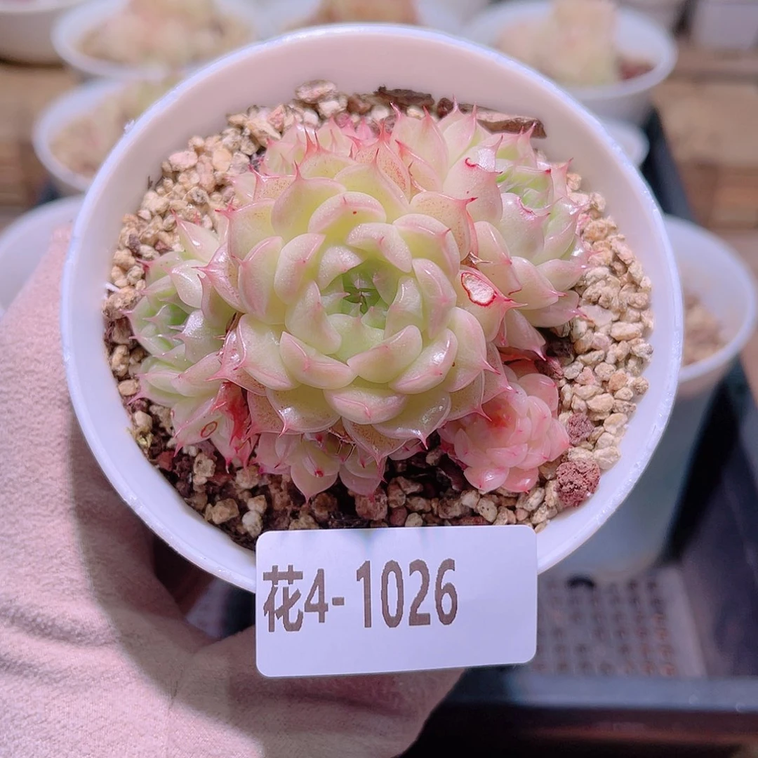 花利美4-1026海王 微瑕