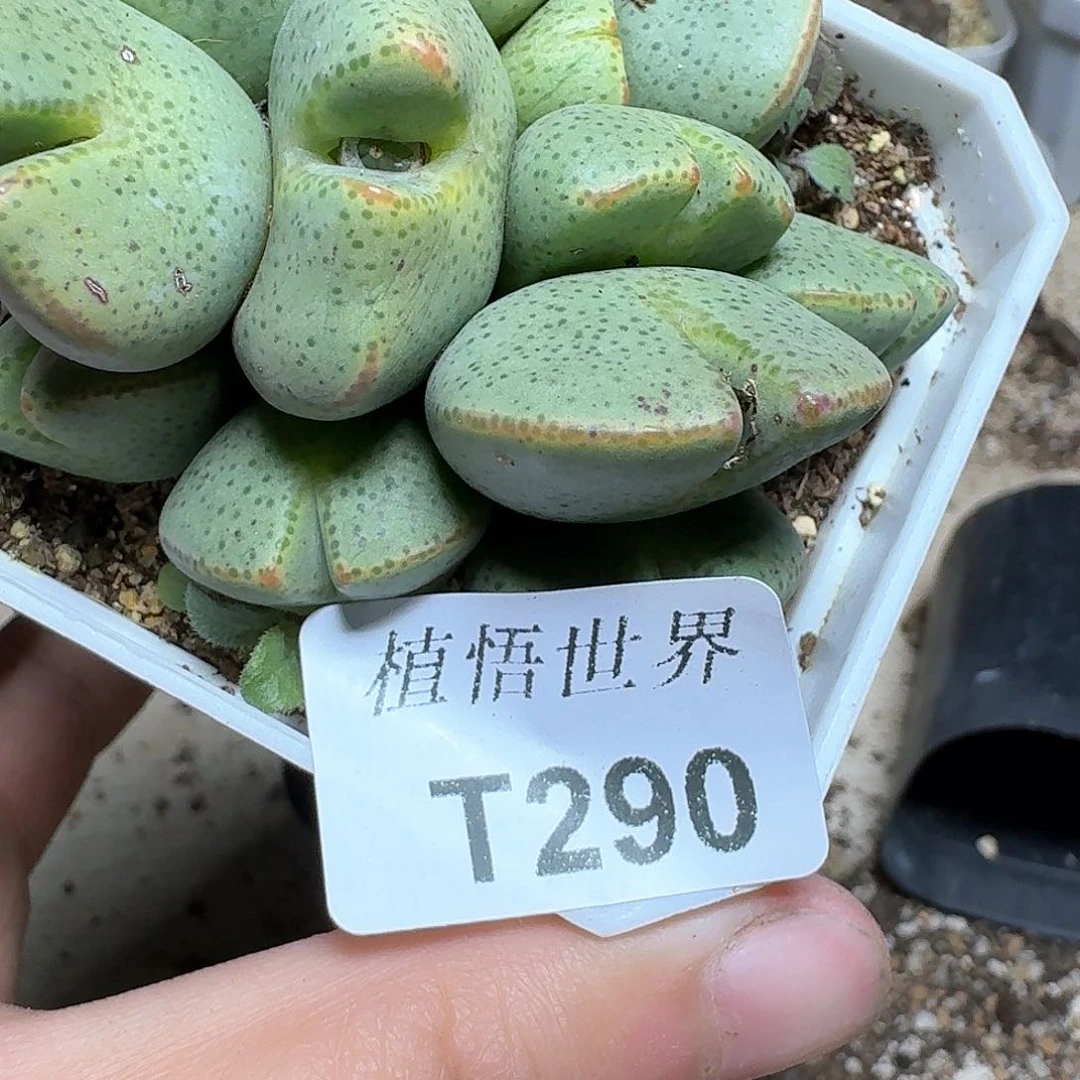 290号多肉植物哇cv