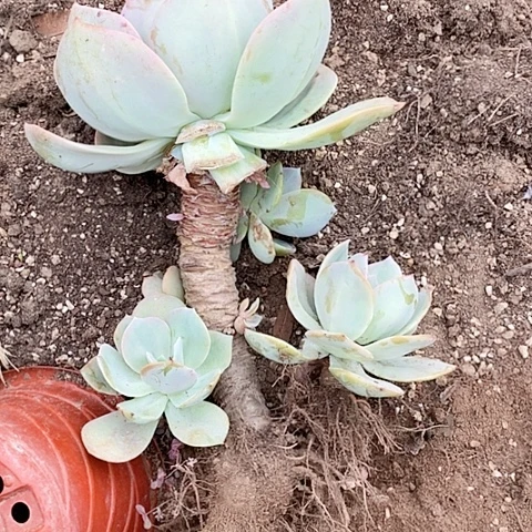 白凤血凤一物一拍