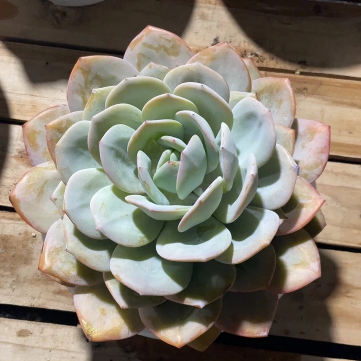 韩版奶茶粗桩，尺寸25cm