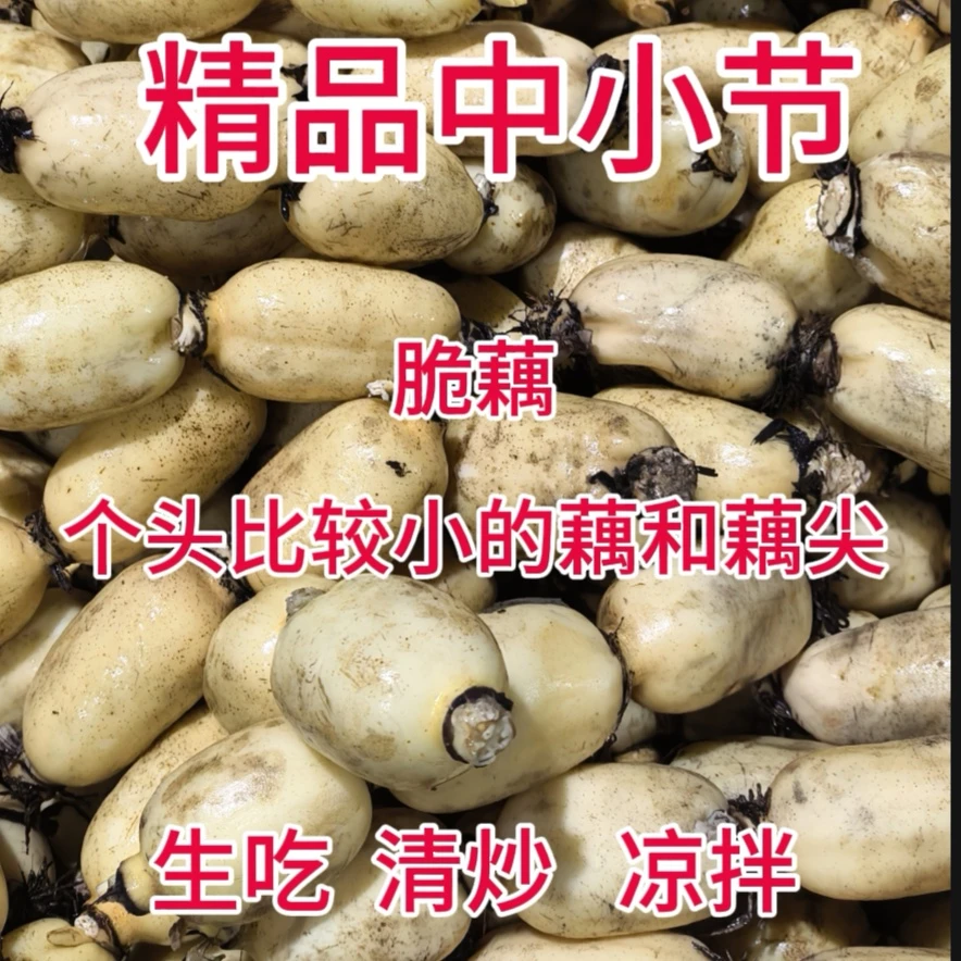 新鲜小藕和藕尖脆甜爽口可清炒凉拌煮火锅包饺子做藕丸子（4斤装）